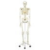 FULL BODY SKELETON- FIBER