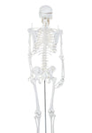 FULL BODY SKELETON- FIBER